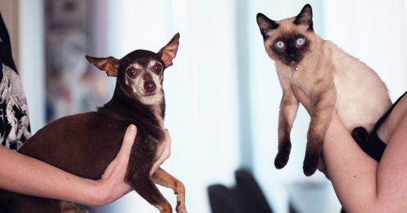 A dog and a cat being held in the air.